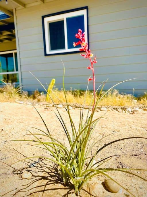 The Desert Monroe-Hot Tub-Firepit-Games-By Joshua Tree National Park Twentynine Palms Eksteriør bilde